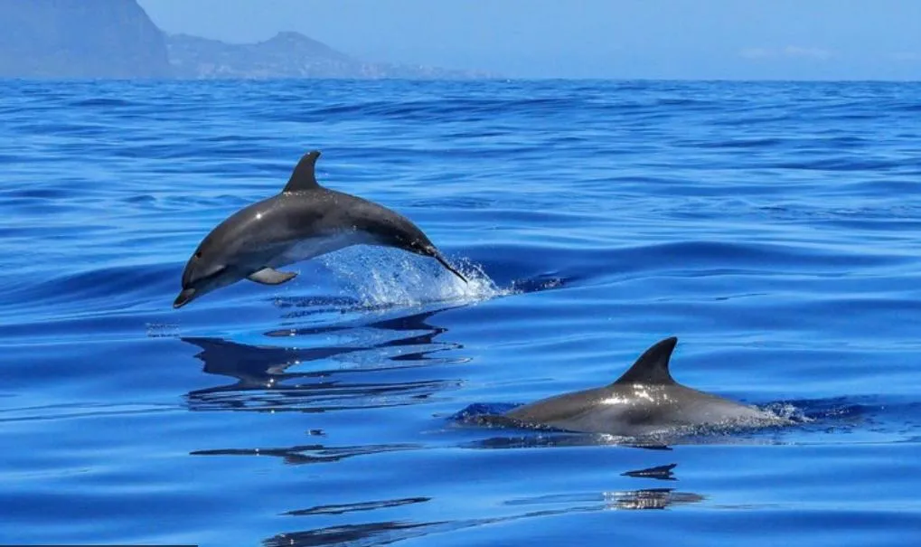Wild Dolphin Watching